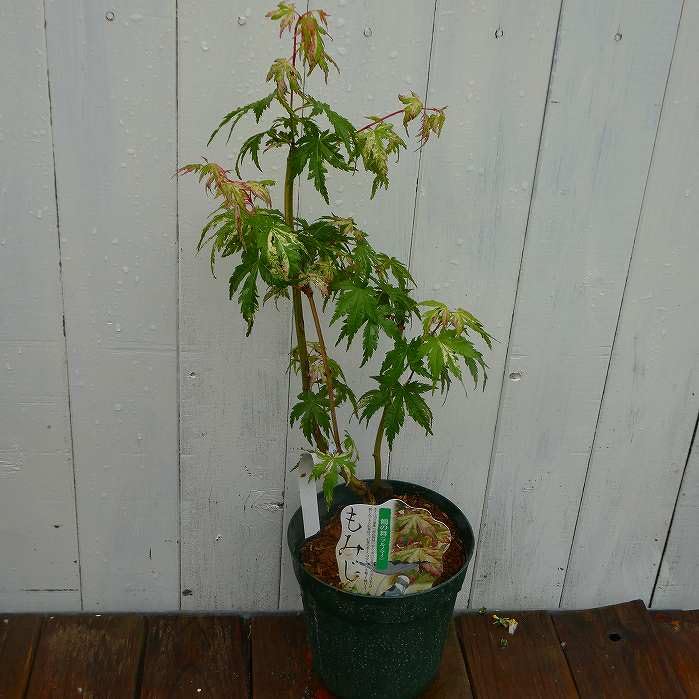 Amazon.co.jp: モミジ 鶴の舞 斑入り 5号鉢 もみじ 苗木 庭木