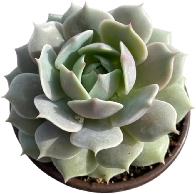 Echeveria Plant Live for Planting, Echeveria Rare Succulent Plant for Indoor Outdoor in 4 Inch Pot