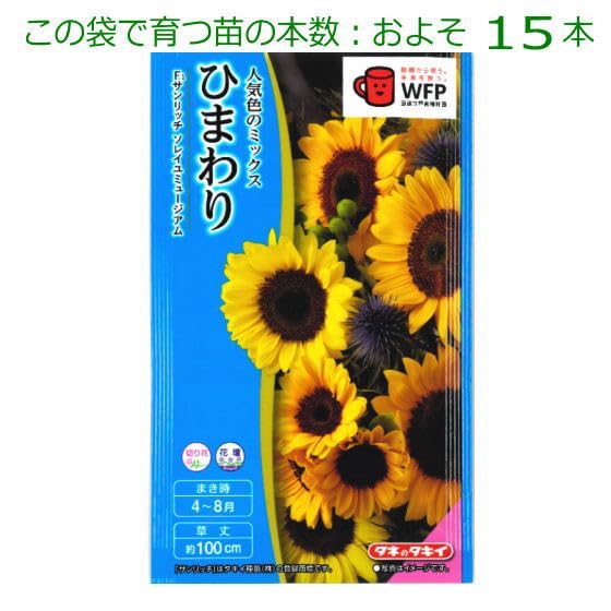 アリックス リストリックス sun flower TEX & SUN FLOWER SEED「太陽のリズム」 2023/3/10放送 - YouTube