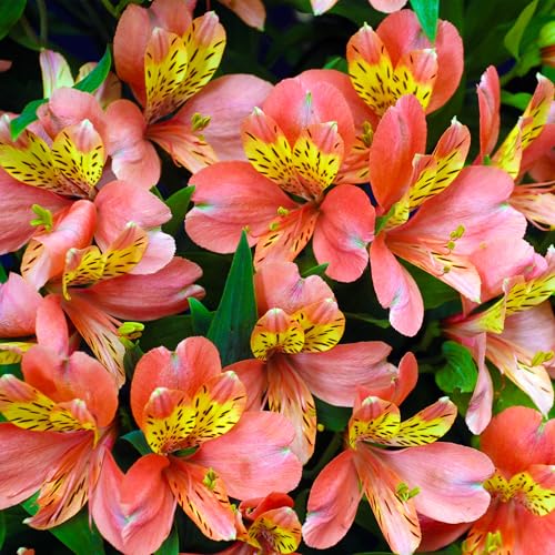 Alstroemeria Salmon - Lirio Peruano Premium en Maceta de 2L. Flor de corte perenne resistente, ideal para bordes. Planta de jardín de vibrante color