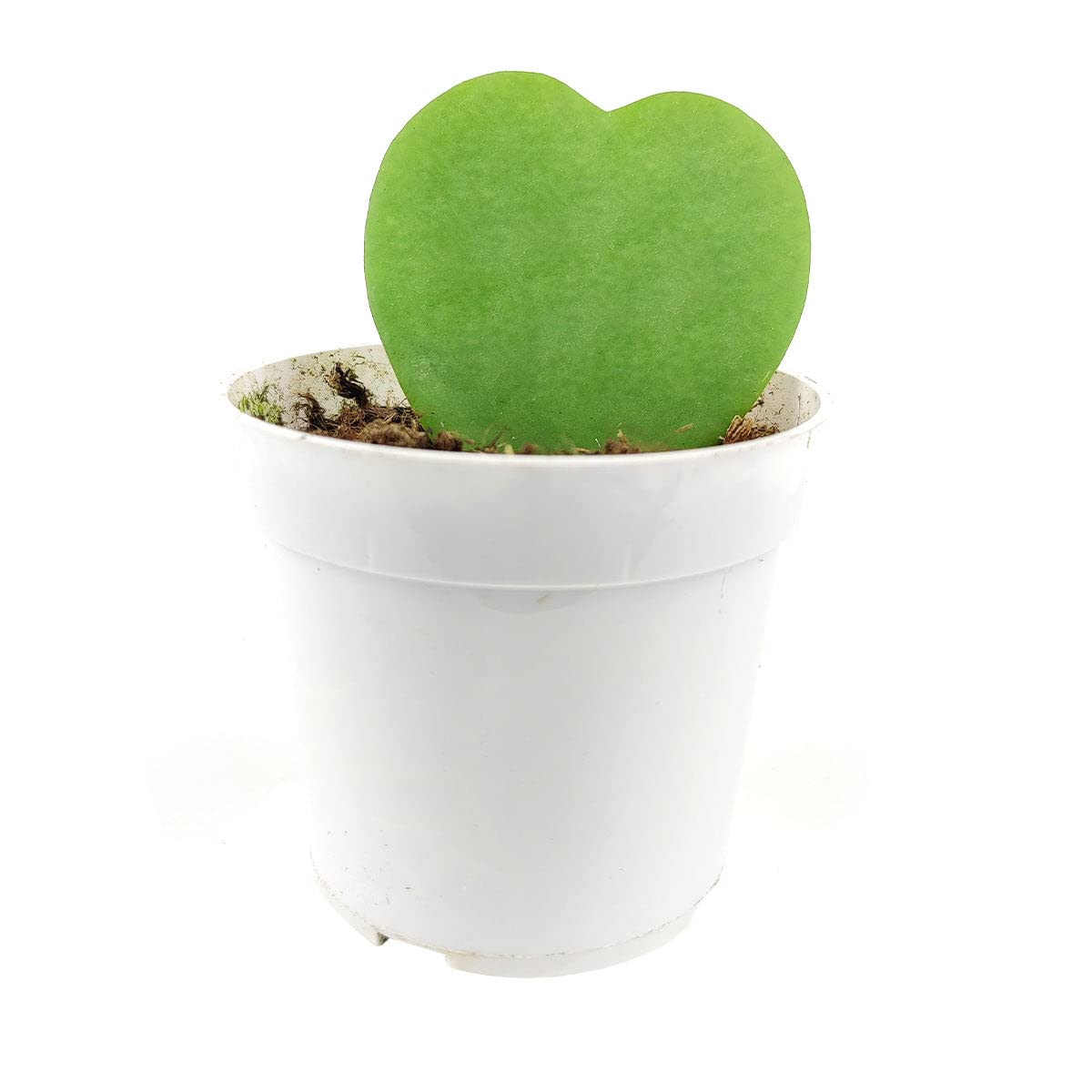 SUCCULENTS BOX Hoya Kerrii Heart