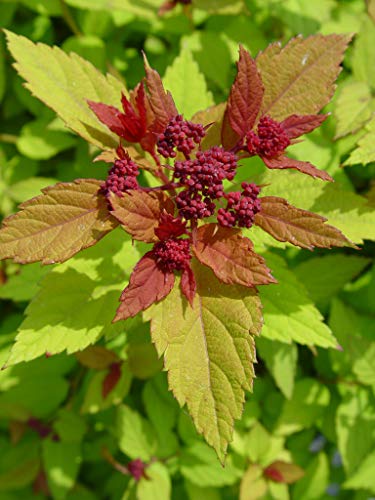 Spiraea Jap. 'Magic Carpet' (Spirea) Shrub, #3 - Size Container #TOP6