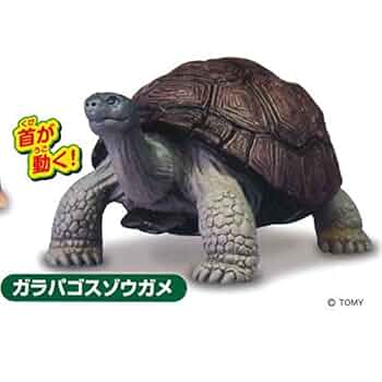 サファリ レプリカ ガラパゴスゾウガメ(親) bme6fzu サファリ レプリカ ガラパゴスゾウガメ(仔) bme6fzu Amazon.co