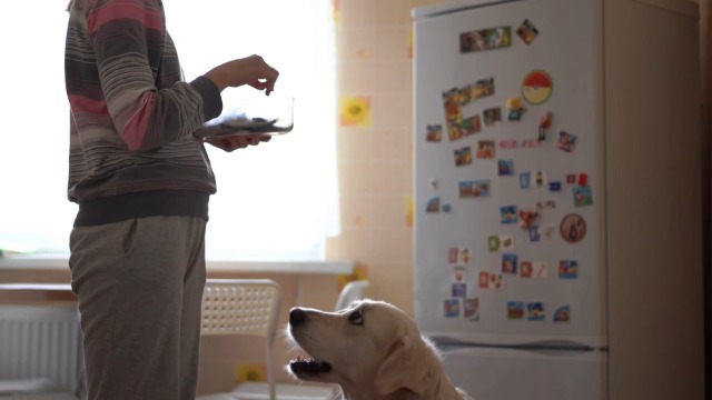 Lista magnética seguridad alimentos tóxicos para mascotas miniatura 7