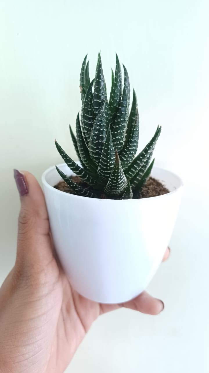 Live Haworthia Succulent - Easy Care! -2 Live Haworthia Succulent - Easy Care! -2