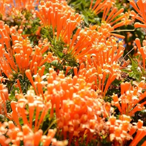 Flame Vine Seeds 20pcs Fast-Growing Climbing Vine with Bright Orange WinterSpring Blooms Hardy Pyrostegia Venusta for Fences & Trellises