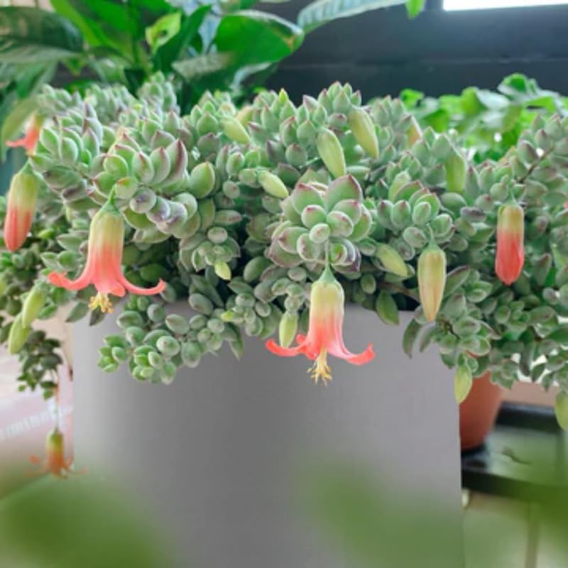 Miniatura 2 de Cotyledon Pendens - Planta suculenta viva - Maceta de 2 pulgadas  Planta de interior rara  Suculenta de interior de fácil cuidado