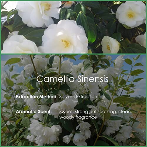 White Tea Essential Oil 4 Fl Oz (120Ml) - Pure And Natural Aromatherapy Fragrance Oil, Camellia Sinensis Oil For Diffusers, Candle Making, Massage, Soap, Perfume #TOP2