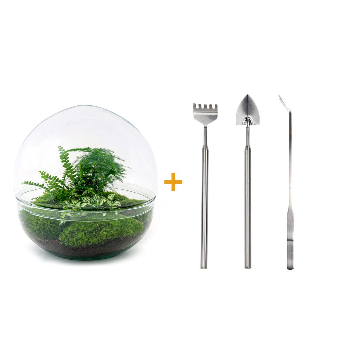 Terrarium do roślin • Drop XL Ficus żeń-szenia bonsai • plan ekosystemu • ↑ 37 cm – kompletny zestaw terrarium – terrarium roślin – miejski | terrarium + grabienie + łopatka + pęseta + nożyczki