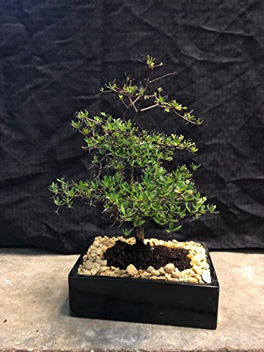 Indoorbonsaiexotics Dwarf Black Olive Bonsai Tree