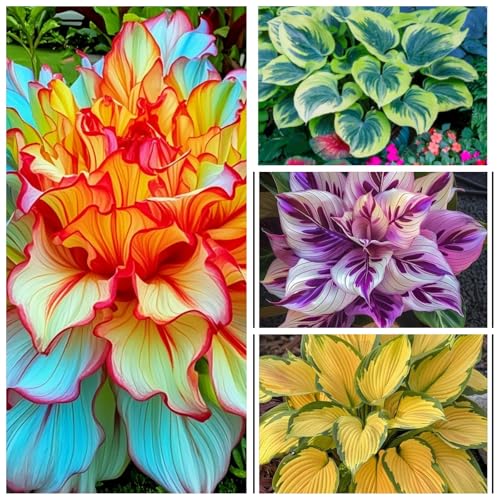 Rizomi di hosta selezionati/resistenti al freddo e alla siccità/perfetti per decorare terrazze e balconi/bellissimi/ideali come regali per le feste.-4 Rizomi-B