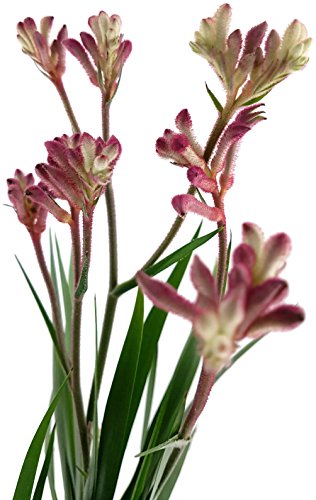 Känguruhpfötchen - Anigozanthos - pflegeleichte Zimmerpflanze - für warme Monate Terrasse/Balkon möglich - Kangaroo Paw australiens Schönheit für zu Hause (pink)