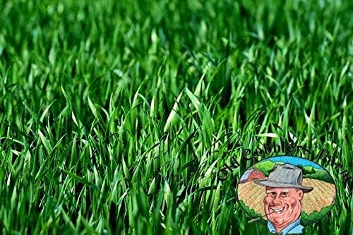 Premium Winter Rye Grass Seeds 1000 Seed Packet, Non-GMO, Cover Crop