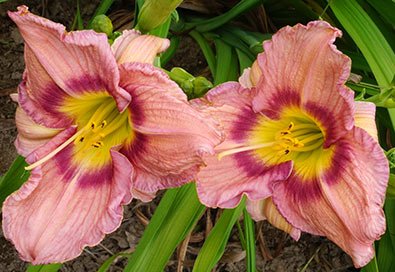 Pixies Gardens (1 Gallon) Bellaboo Daylily Large Pale Purple Blooms with an Gorgeous Purple Band with Lemon Yellow Throat Blooms for Long Time with Lots of Blooms