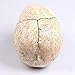 ENNAS 1:1 Resin Skull Head Model Simulation Skeleton Head Medical Skull Art Copy for Halloween Decor