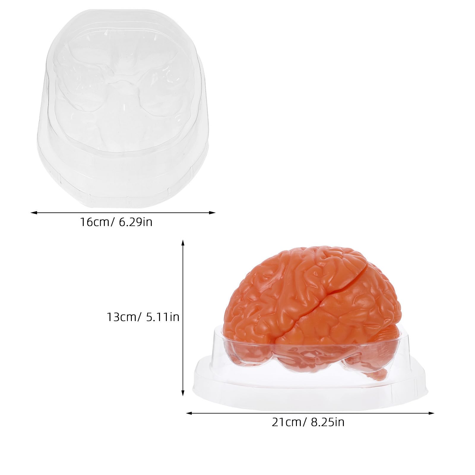Modelo Anatómico de Cerebro Humano PVC Desmontable, de 3 Partes