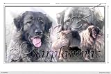 Autocollant chien panoramique 25 cm Sarplaninac