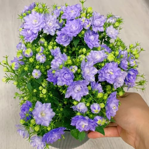 Semillas de campanilla, semillas de Campánula mediana, Las de jardín son perennes resistentes 600pcs