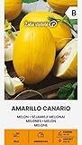 Zalia Stotele | Semillas de Melón - Amarillo canario | Semillas de hortalizas | Semillas de melón | Variedad medio-precoz | Para cultivo al aire libre o en invernadero | 1 paquete