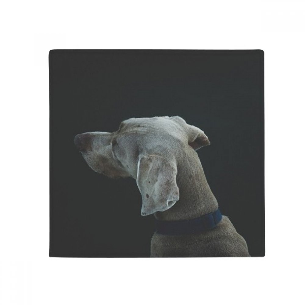 Tapis pet mat chien dans la cuisine et le salon pour décorer votre intérieur moderne