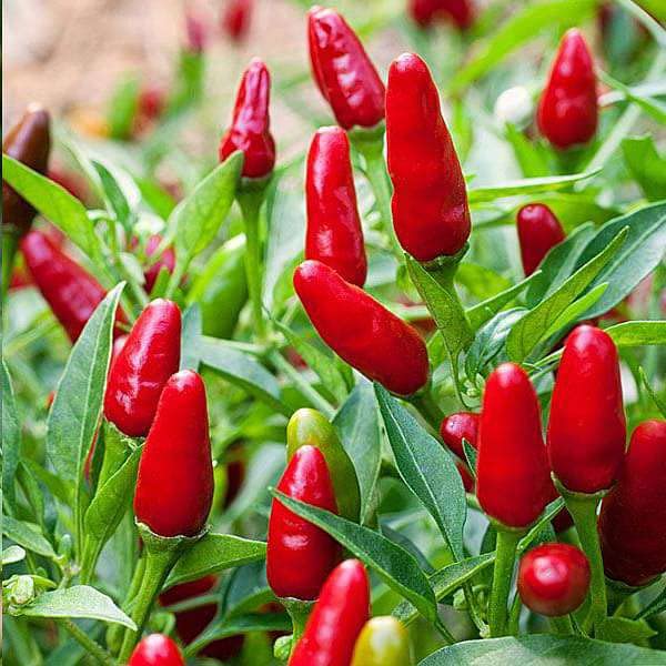 Live vegetable plants green chilli (Pack of 4) (B0CRHSSVZH) Amazon Price History, Amazon Price Tracker