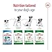 Royal Canin Mini Adult 8+ | 800 g | Alleinfuttermittel für ältere Hunde kleiner Rassen | Ab dem 8. Lebensjahr | Abgestimmter Energiegehalt und angepasste Krokettengröße