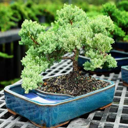 Brussel's Bonsai Live Green Mound Juniper Bonsai Tree - Medium, 5 Year, 6 to 10 Inches - Outdoor Bonsai Tree Live with Water Bonsai Pot (Not Sold in California) Brussel's Bonsai Live Green Mound Juniper Bonsai Tree - Medium, 5 Year, 6 to 10 Inches - Outdoor Bonsai Tree Live with Water Bonsai Pot (Not Sold in California)