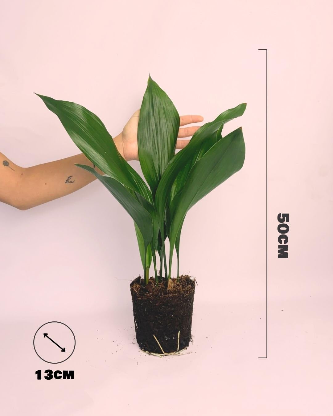 Aspidistra elatior | Planta natural de interior resistente, pet friendly y de poca luz | Pur Plant
