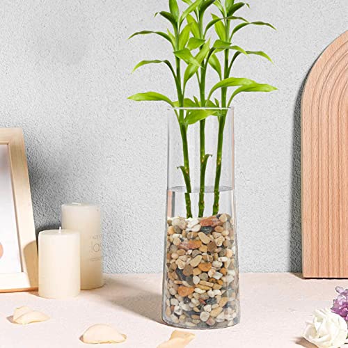Galets pour plantes d'intérieur pour vase et plantes grasses, pierres décoratives de 1,1 kg - 3
