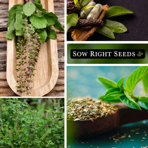 Sow Right Seeds - Holy Basil Tulsi Seed for Planting - Culinary Herb to Plant in Your Garden - Indoors or Outdoors - Ayurvedic Medicine and Tea - Non-GMO Heirloom Seeds - Great Gardening Gift (1) - Image 4