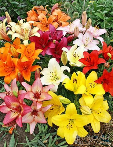 Garden® Imported Holland Variety Asiatic Lily Mixed Color Flower Bulbs | Packet Of 1 Bulbs