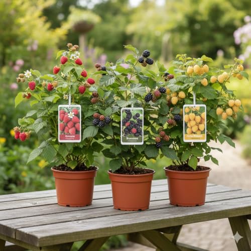Premium Beerenset, 3 Sorten Himbeeren, Brombeeren und Gelbe Himbeeren, Deutschlands Beste Gartenpflanzen für Zuhause, Mehrjährig