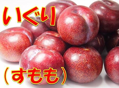 Amazon 鹿児島県産 いぐり すもも 5kg 加工用 クール配送 スター鹿児島 すもも プラム 通販 Amazon 鹿児島県産 いぐり すもも 5kg 加工用 クール配送 スター鹿児島 すもも プラム 通販