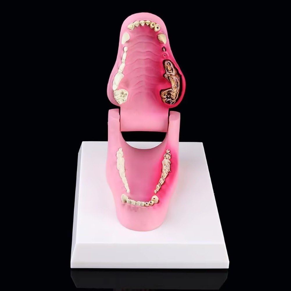 Dianzan Modelo De Anatomía Dental Canina, Esqueleto Canino, Modelo De Enseñanza Dental para Clínica Veterinaria, Demostración Decorativa.