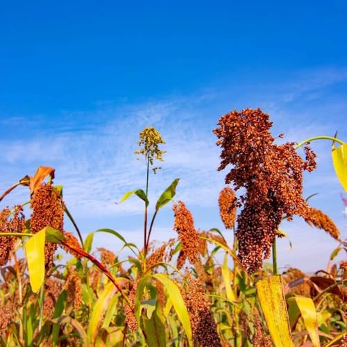 Semillas de sorgo, Sorgo bicolor, semillas de jardín balcón orgánicas Comprar 50pcs