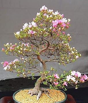 10 Japanese Cherry Blossom Bonsai Seeds - Flowering Sakura Bonsai Seeds