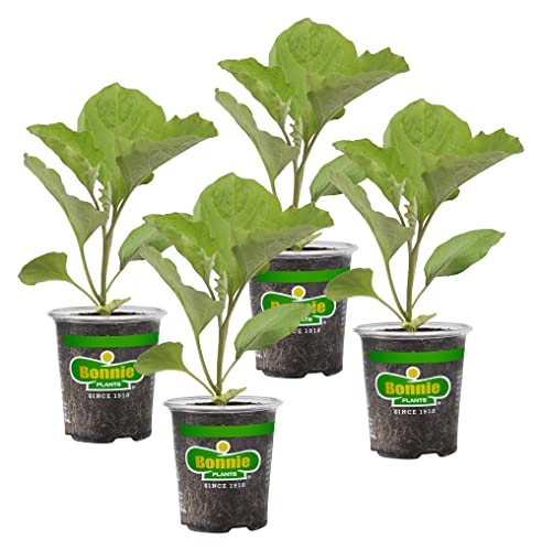 Bonnie Plants Black Beauty Eggplant - 4 Pack Live Plants 3 - 4 Ft. Tall Plants Classic Tear Drop Shape Eggplant Easy To Grow