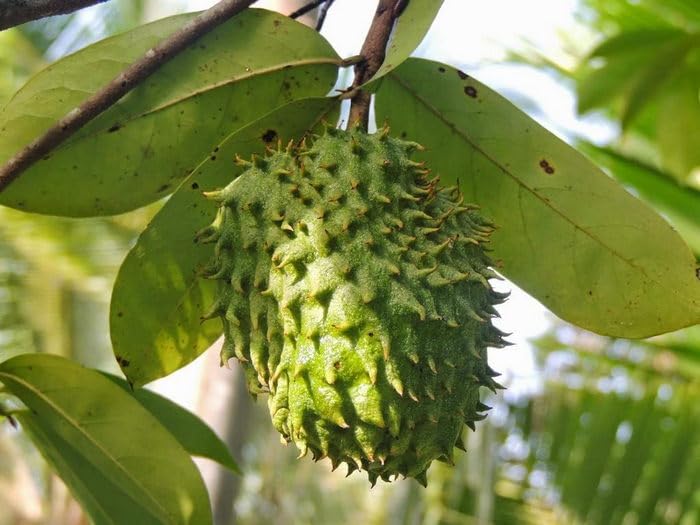 OhhSome Soursop Lakshman Fal लक्ष्मण फल (Annona Muricata) Plant - 1(1 Plant) (B0C7VXXG56) Amazon Price History, Amazon Price Tracker