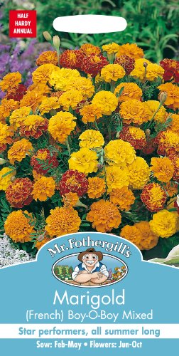 Mr. Fothergill's 12442 Marigold French Boy-O-Boy Mixed Flower Seeds, bicolour