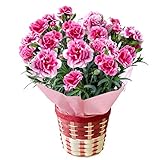 花由 母の日 カーネーション 5号 トルテ 鉢植え in バスケット ラッピング付き