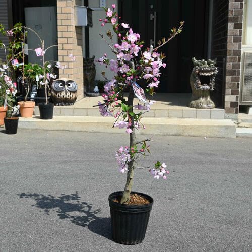 Amazon | ハナカイドウ花海棠花植木苗 地植え苗 1本接ぎ木苗花木苗 | 植木