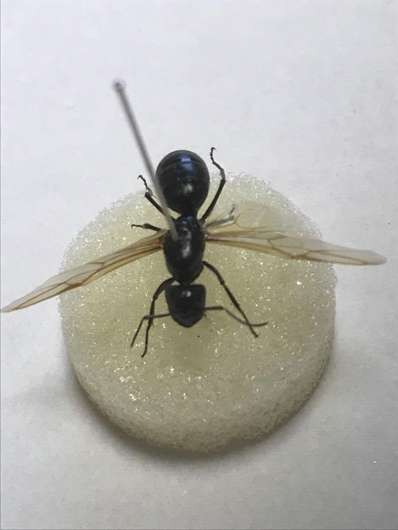 Amazon.co.jp: オオクロアリ 女王 美標本 : おもちゃ