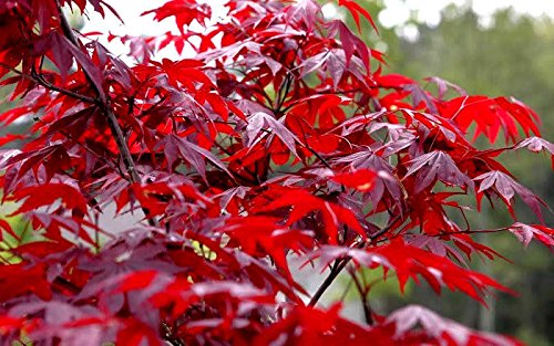 Red Japanese Maple - Live Plant 2-3 Feet Tall - Deep Red Leaves #TOP3