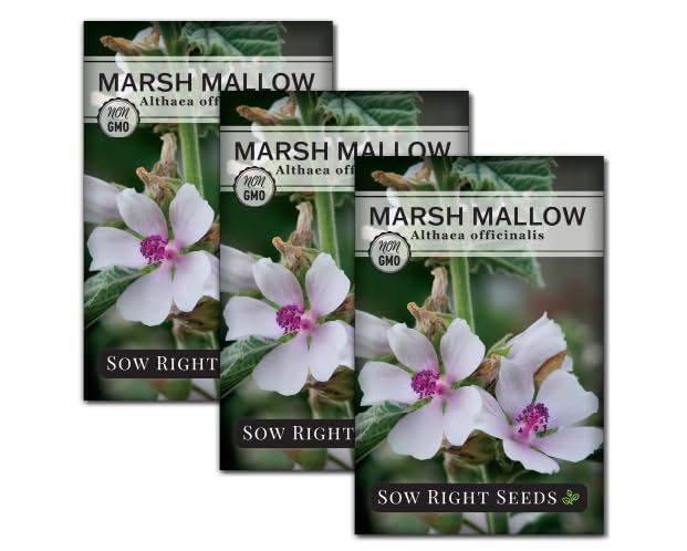 Sow Right Seeds - Marsh Mallow Seeds for Planting - Heirloom Non-GMO Variety - Ideal for Indoor or Outdoor Herbal Gardens - Grow Your Own Culinary and Medicinal Marshmallow Root Herbs (3)