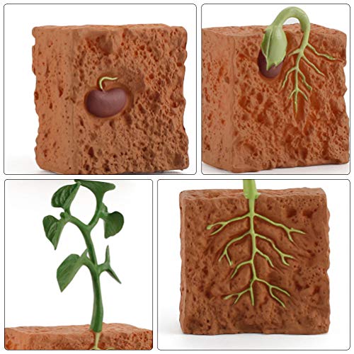 Toyvian 1 Simulação Conjunto Do Ciclo de Vida de Ciclo de Vida Da Planta de Feijão Verde Planta Brin