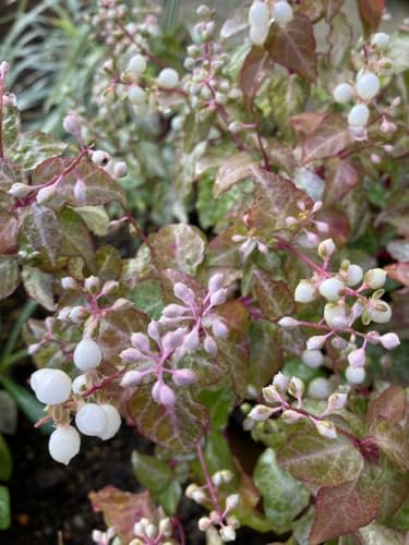 多年草ジュズサンゴ斑入葉に白実 小苗10本のサムネイル