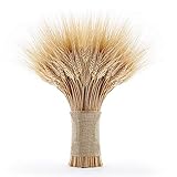 EOSAGA Golden Dried Wheat Sheaves 120 Stems Bundle Premium Autumn Arrangements Full Wholesale DIY Home Table Wedding Xmas
