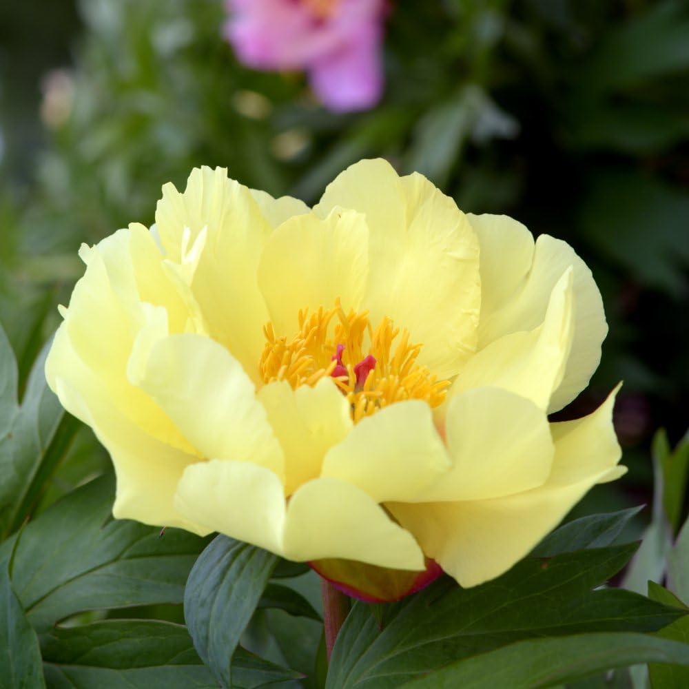 Peony 'Bartzella' Plant Paeonia Hardy Perennial Deciduous Shrub Lemon Scented Frilly Yellow Blooms RHS AGM Low-Maintenance Easy to Grow Your Own Flowers 2X 3.6 Litre Pot by Thompson and Morgan (2)