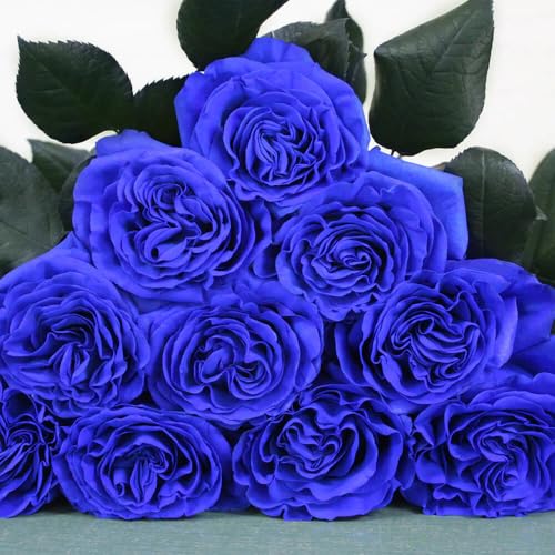 Rosa bluetiful 60cm, le bouquet de 12 fleurs à offrir pour un anniversaire original