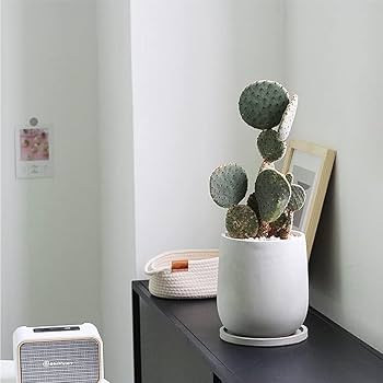 Amazon.co.jp: Sadior 鉢 植木鉢 セメント 鉢 受け皿付き 鉢植え